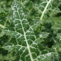 Load image into Gallery viewer, Soft Strength Rich Resilience Cream
