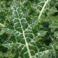 Load image into Gallery viewer, A detailed close-up of a Milk Thistle leaf, characterized by its sharp thorns and white marbled veins, representing the source of Siliphos in the Soft Strength Rich Resilience Cream.